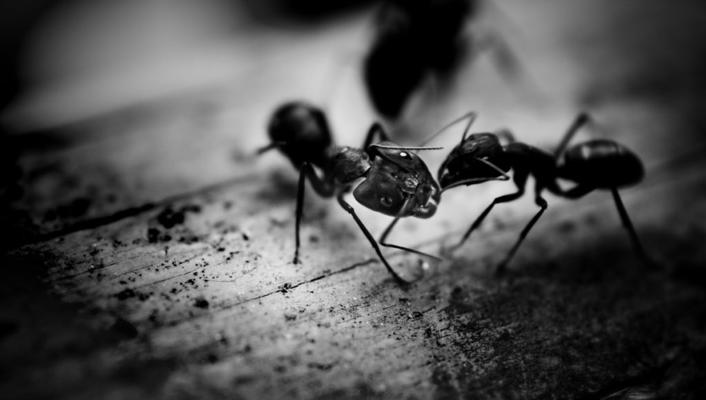 Prison-Ant-Battle